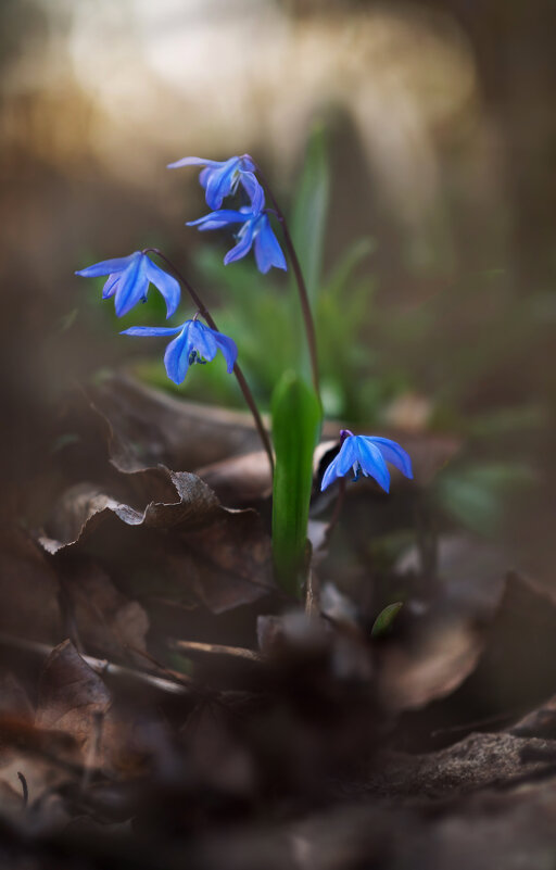 *** - Viktoria Anufrieva *** - Viktoria Anufrieva