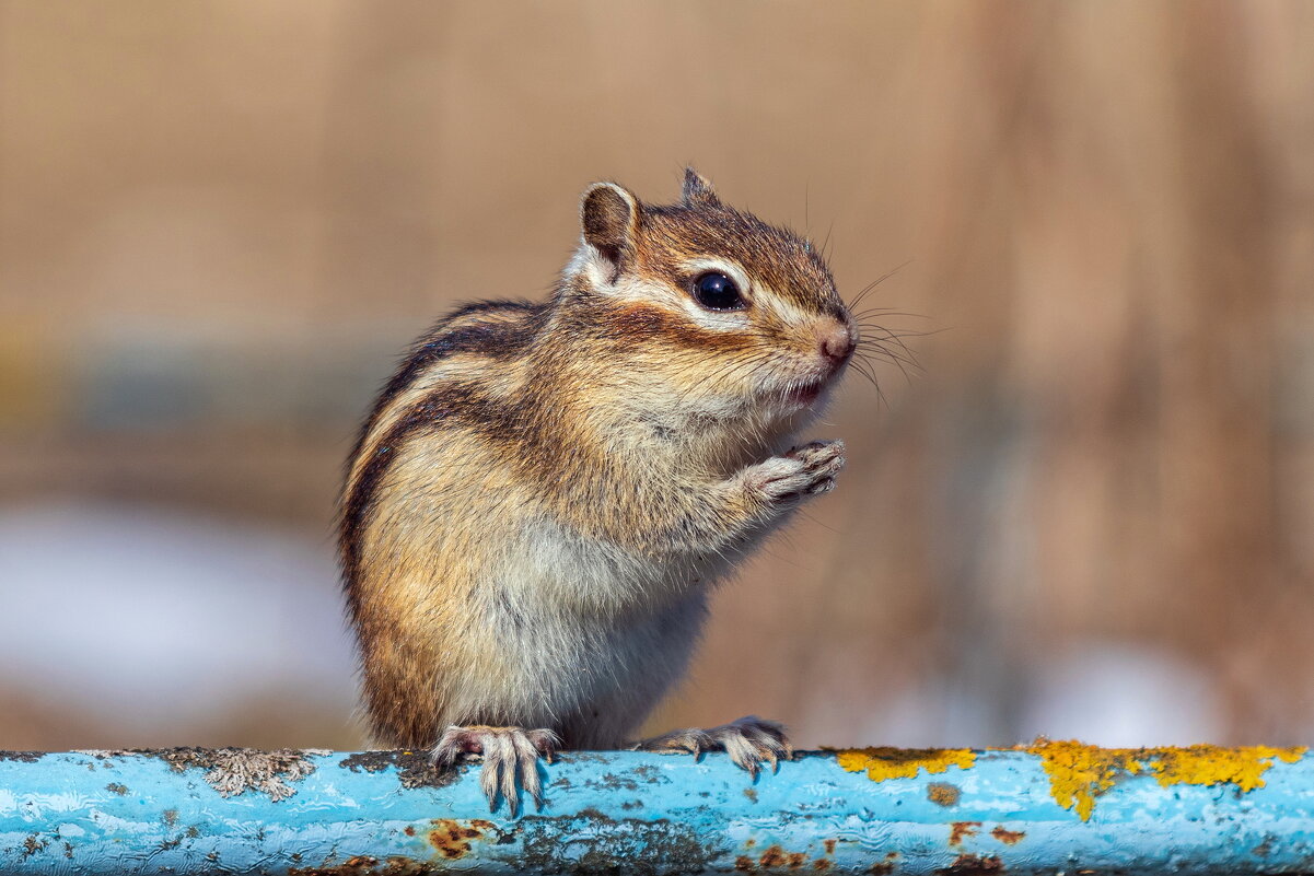 Бурундук. - Анатолий. Chesnavik.