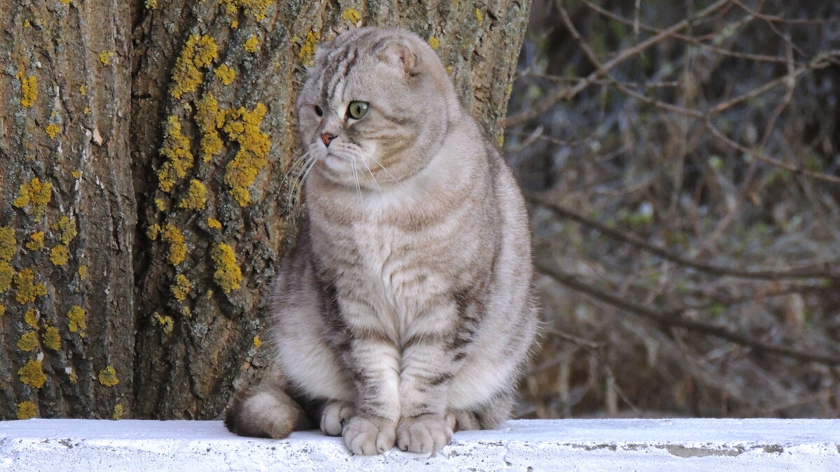 Наблюдатель. - Игорь Родионов Наблюдатель. - Игорь Родионов