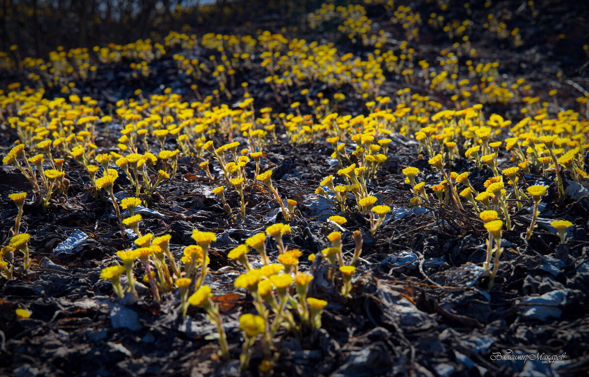 "Наконец-то потеплело"© - Владимир Макаров