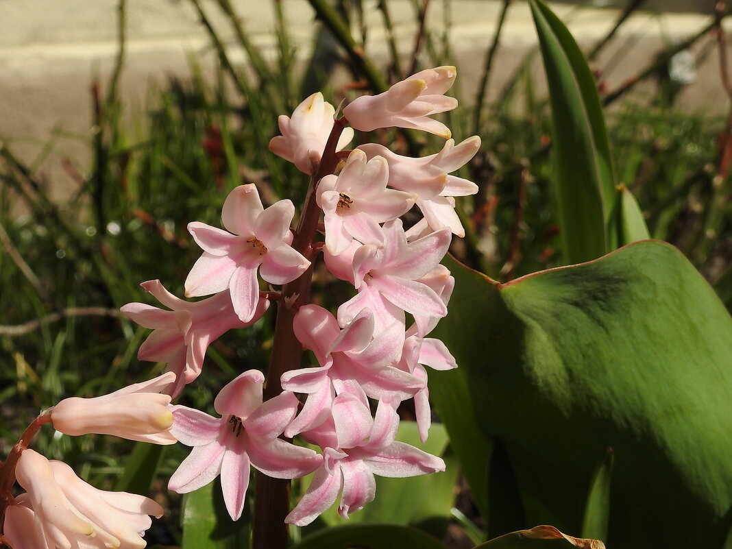 вксна - ИННА ПОРОХОВА