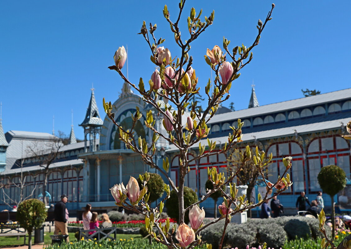 магнолия - Игорь Kуленко магнолия - Игорь Kуленко