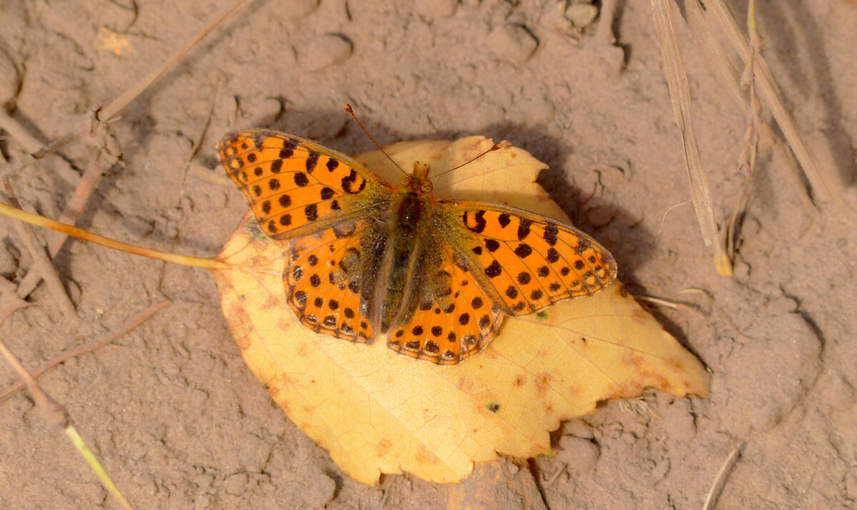 опять про бабочек 13 - Александр Прокудин опять про бабочек 13 - Александр Прокудин
