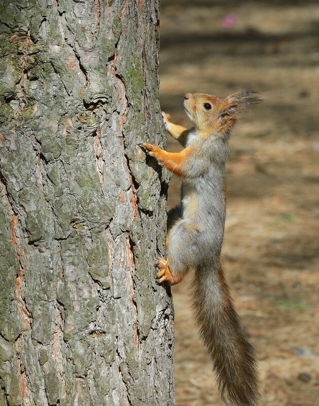 вертикаль... - Andrey Bragin 