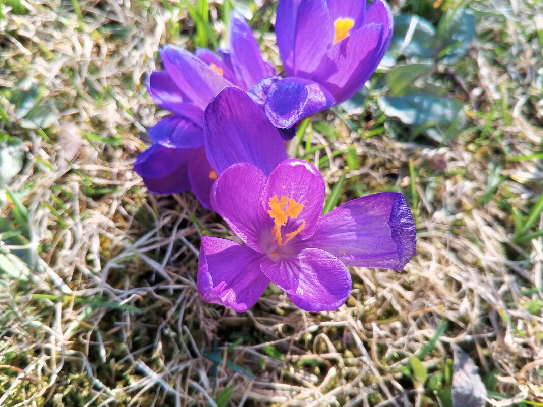 Крокус - Сапсан 