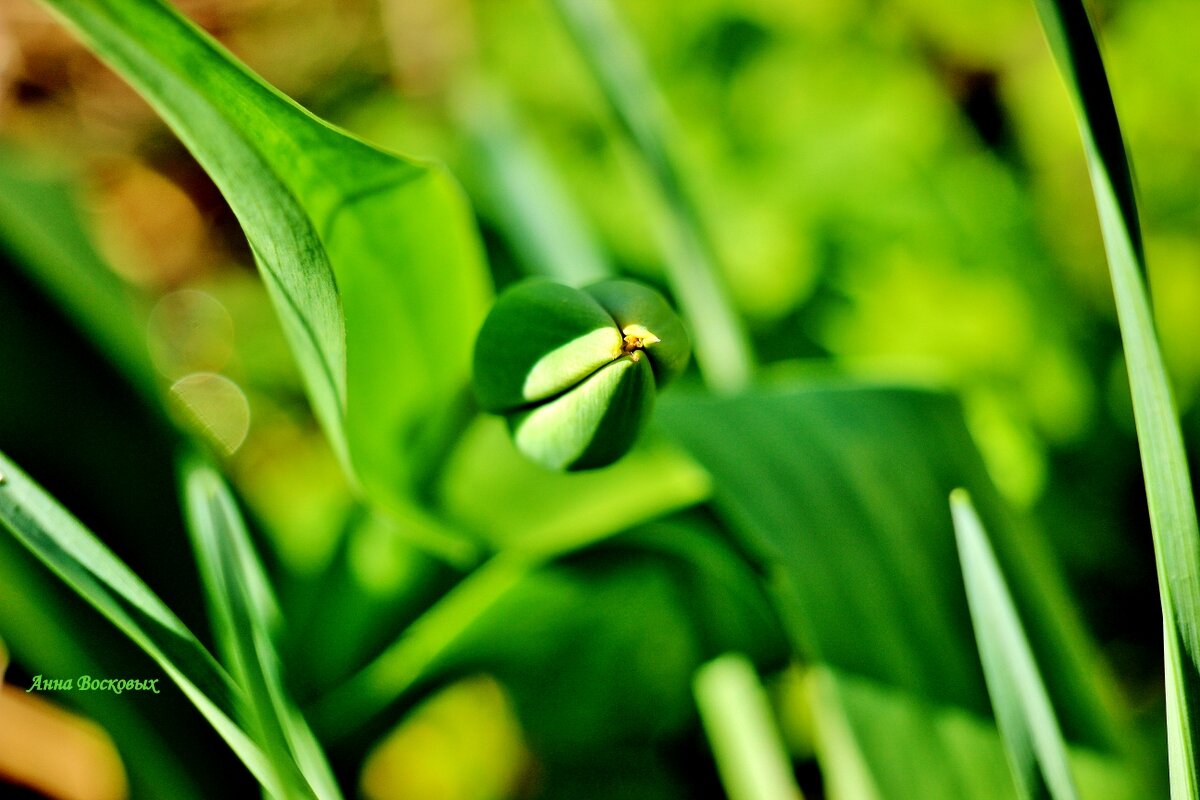 Ещё немножечко тепла и зацветут тюльпаны. - Восковых Анна Васильевна Ещё немножечко тепла и зацветут тюльпаны. - Восковых Анна Васильевна