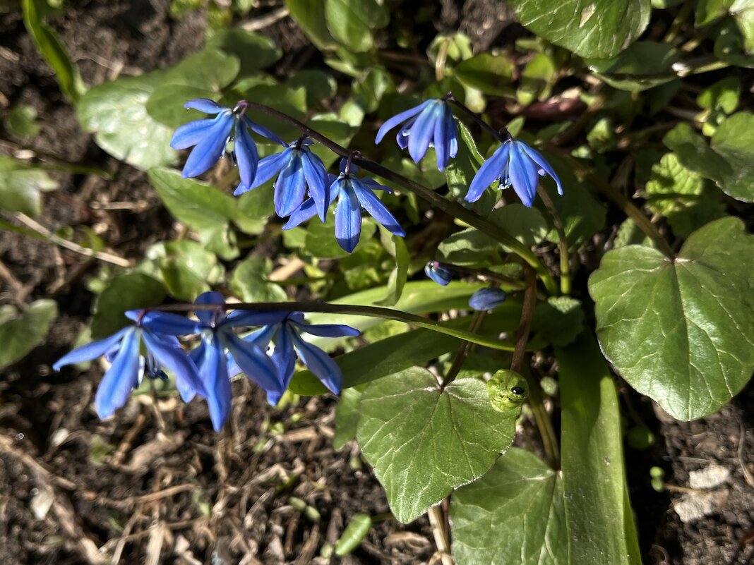 *** п р о л ес к а *** - Olga Oskolkova