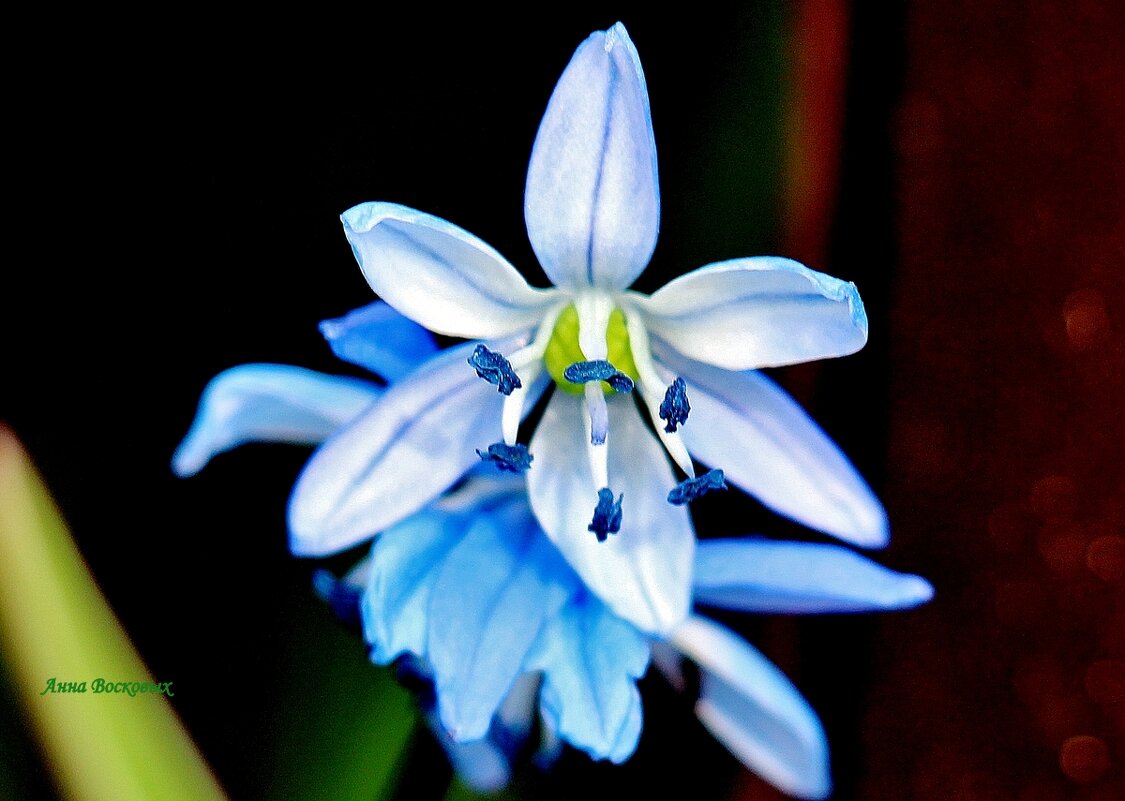 Сцилла или Пролеска. - Восковых Анна Васильевна Сцилла или Пролеска. - Восковых Анна Васильевна