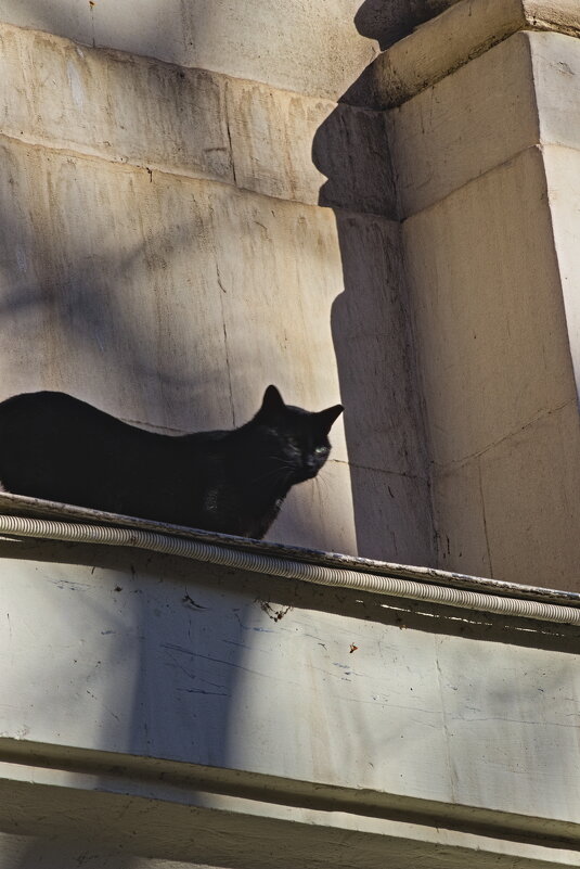 Главный смотритель Театра Луначарского . - Giant Tao /