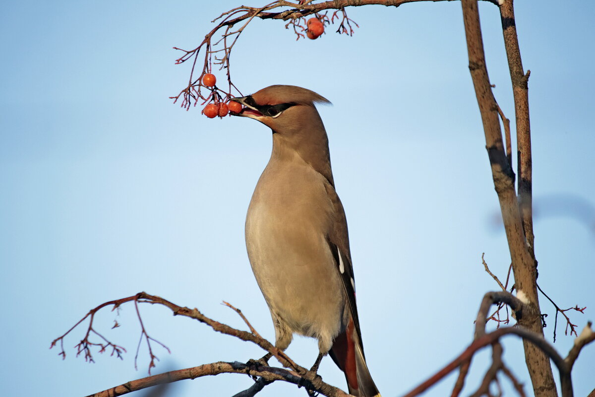 Всеравно съем - Александр Велигура