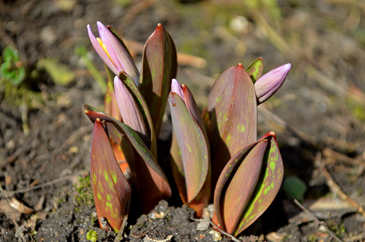 Кандык просыпается - Татьяна Лютаева