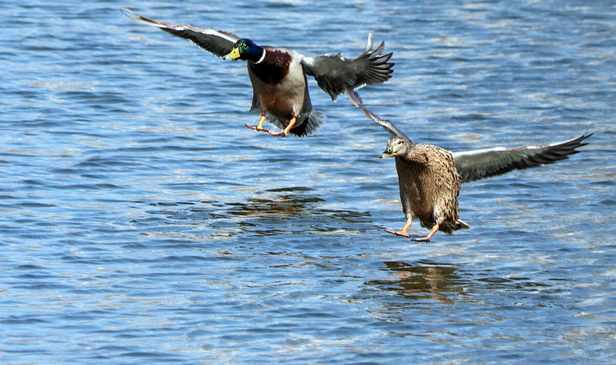 Пара. - Владимир Безбородов