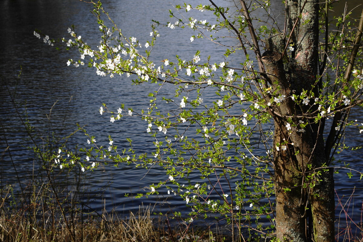 Апрельское цветение - Рита Симонова
