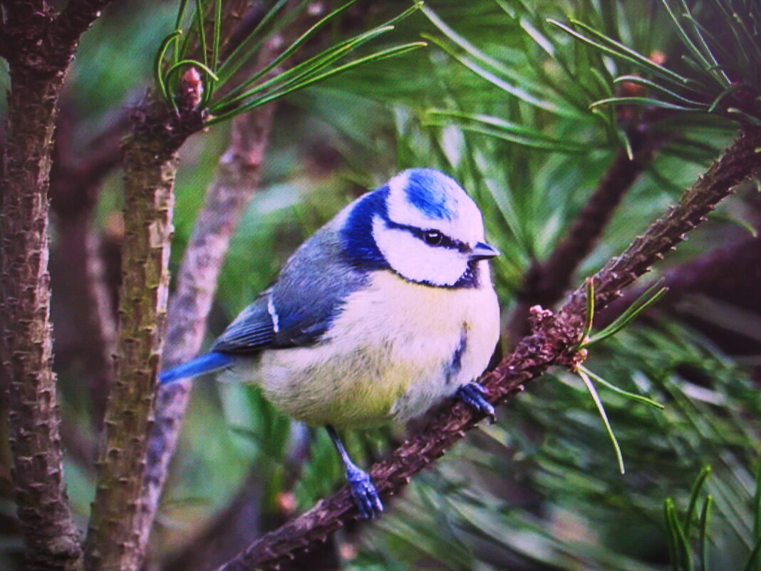 Лазоревка ждёт угощения - Людмила Смородинская