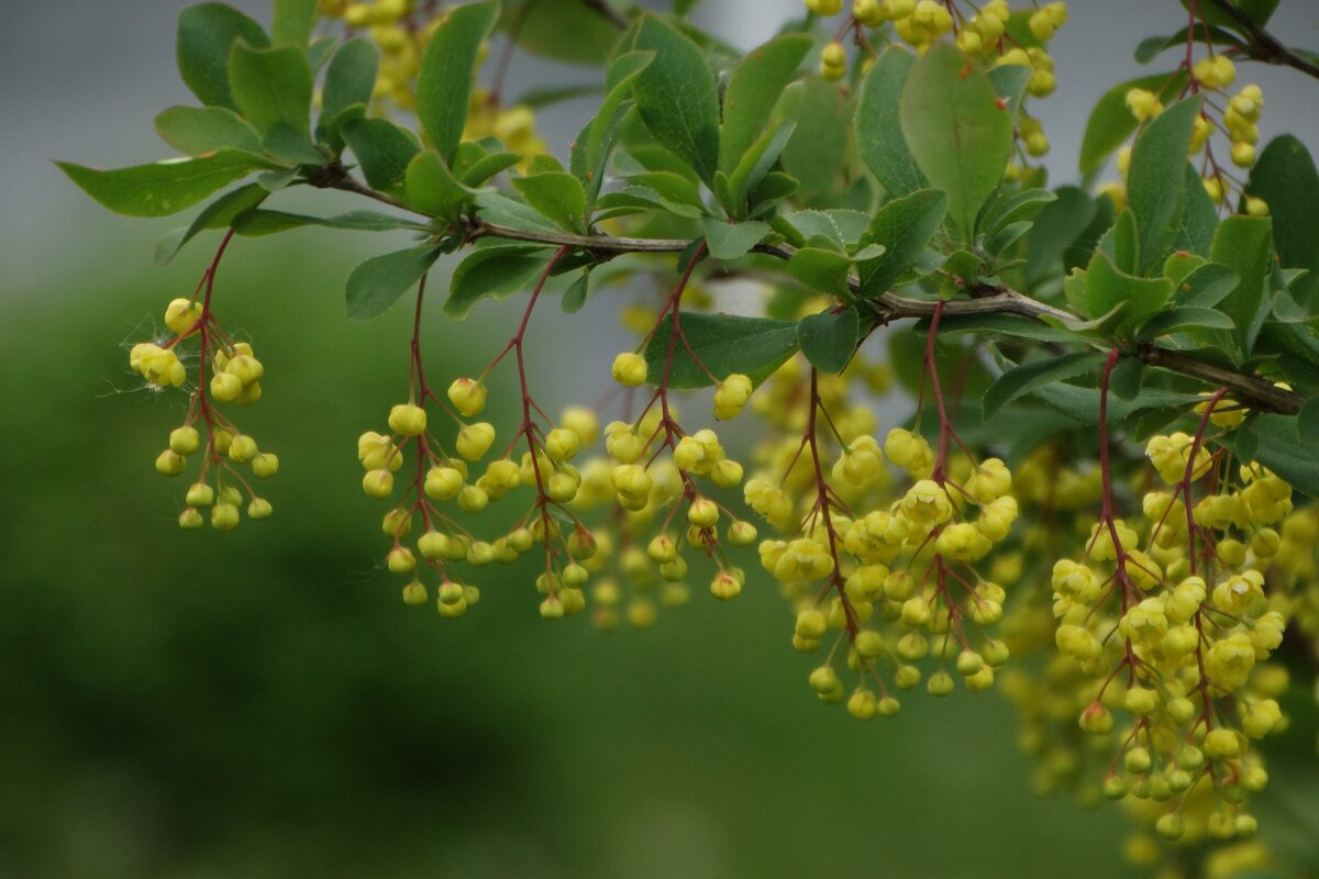 Цветет барбарис - Елена Макарова 