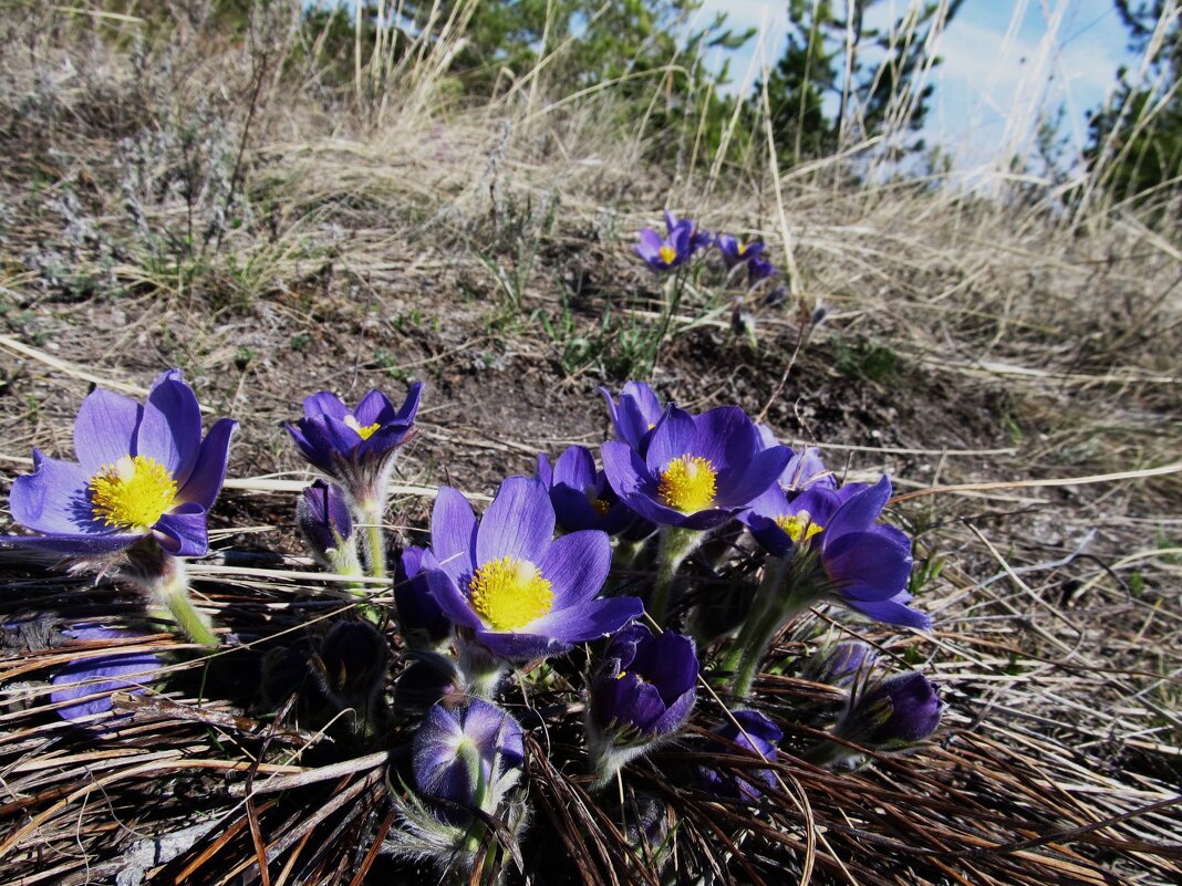 прекрасная сон-трава - Елена Шаламова