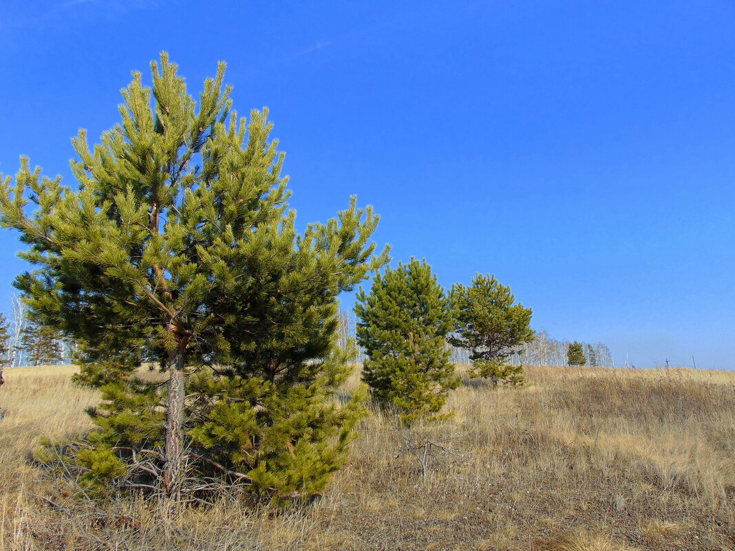 Как то в месяце апреле... - nadyasilyuk Вознюк Как то в месяце апреле... - nadyasilyuk Вознюк