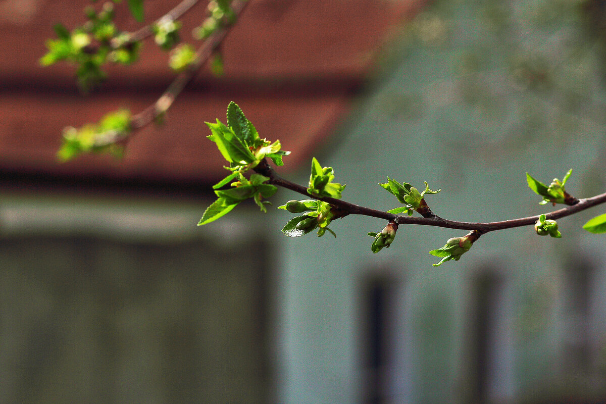 Смородина - Юрий Гайворонскiий