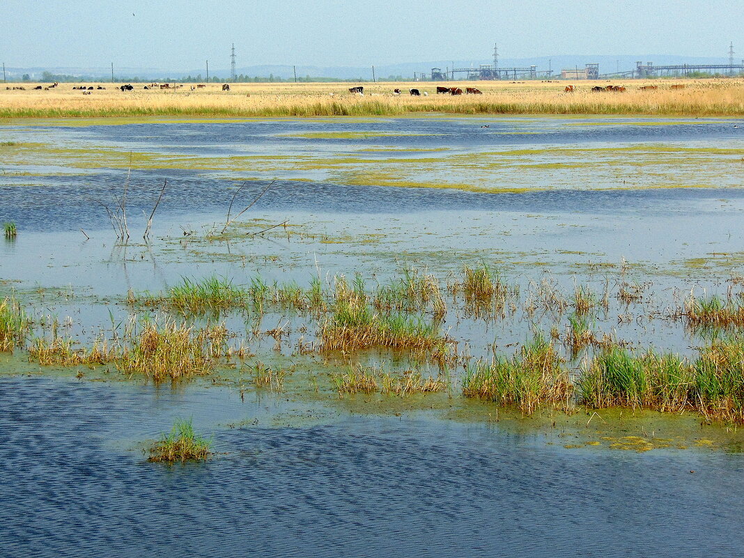 Голубая пастораль. - nadyasilyuk Вознюк Голубая пастораль. - nadyasilyuk Вознюк