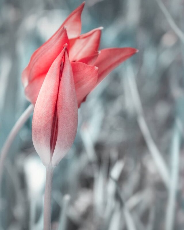 Тюльпаны - Оксана Н.