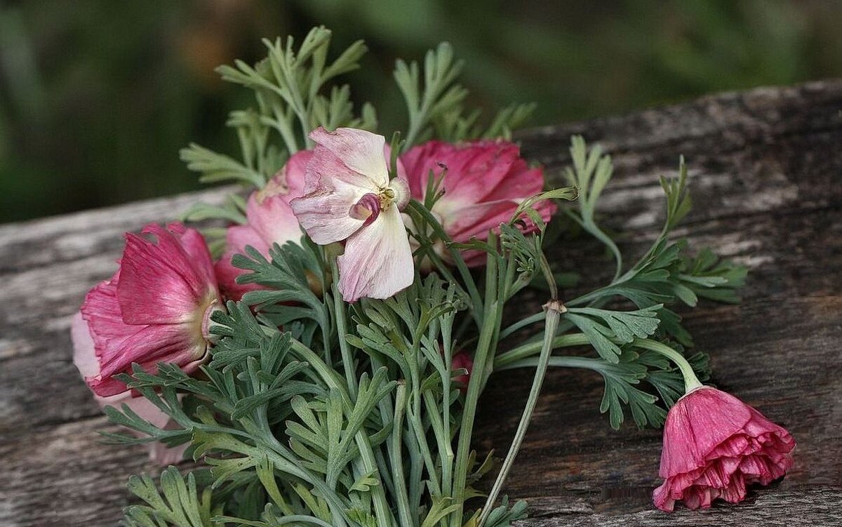 цветики Портулак - ZNatasha -