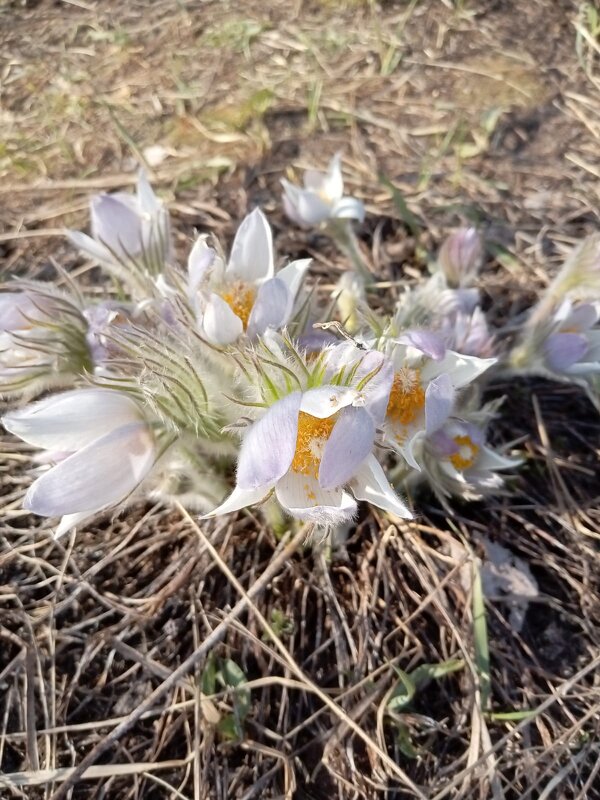 Весенняя прогулка в лесу. Прострел или Сон-Трава - Нина Колгатина 