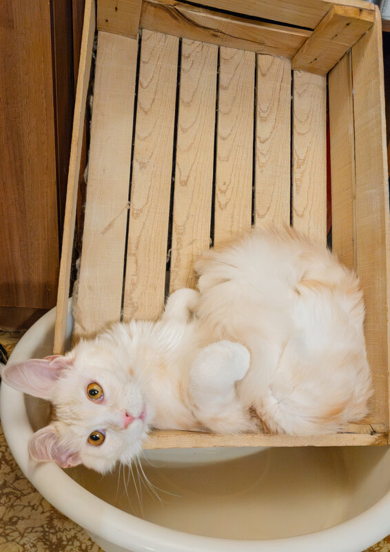 Эльза. - Борис Калитенко Эльза. - Борис Калитенко