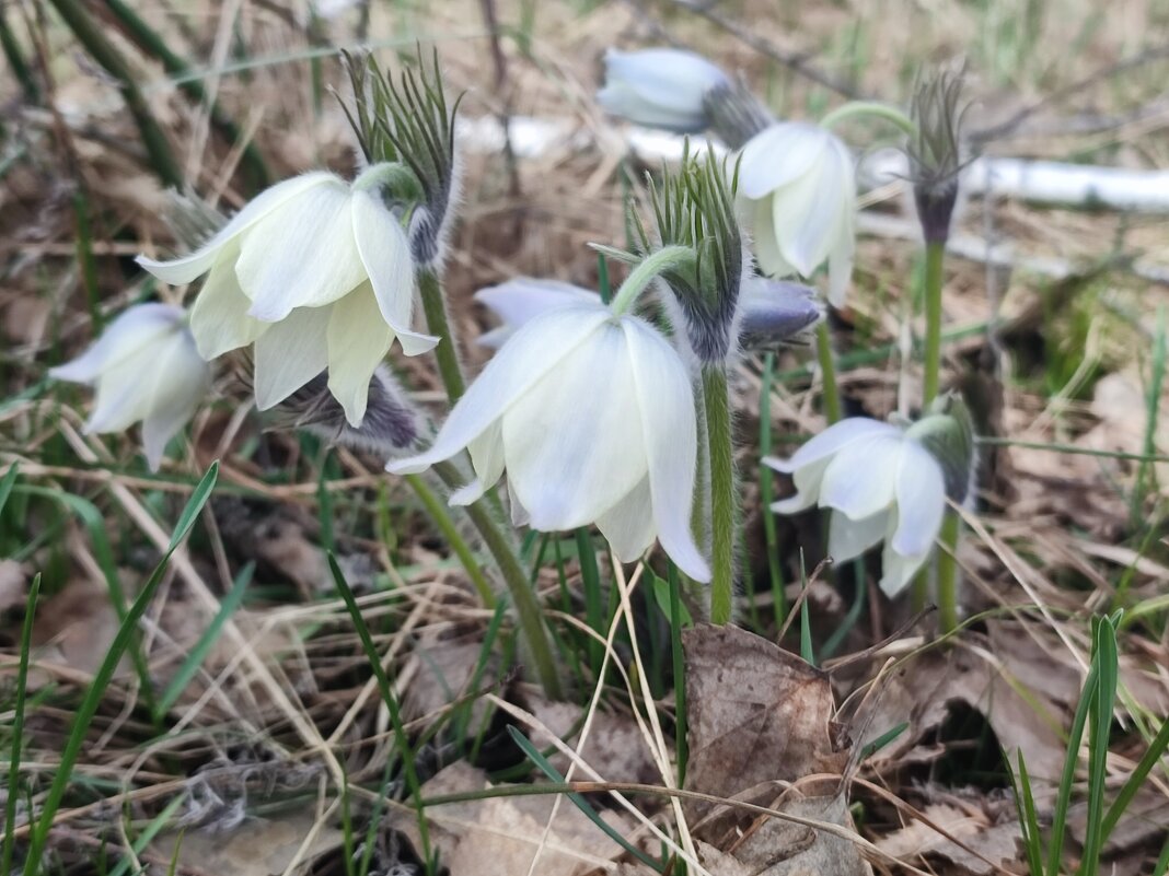 Сон - трава - Валентина Богатко 
