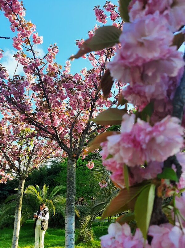 Черешневый лес. Апрель 2025 Сочи - Tata Wolf Черешневый лес. Апрель 2025 Сочи - Tata Wolf