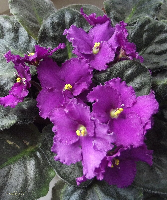 Фиалки - Freddy 97