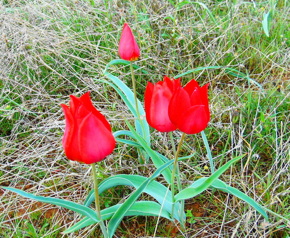 Тюльпан Шренка - Александр Владимирович Никитенко Тюльпан Шренка - Александр Владимирович Никитенко