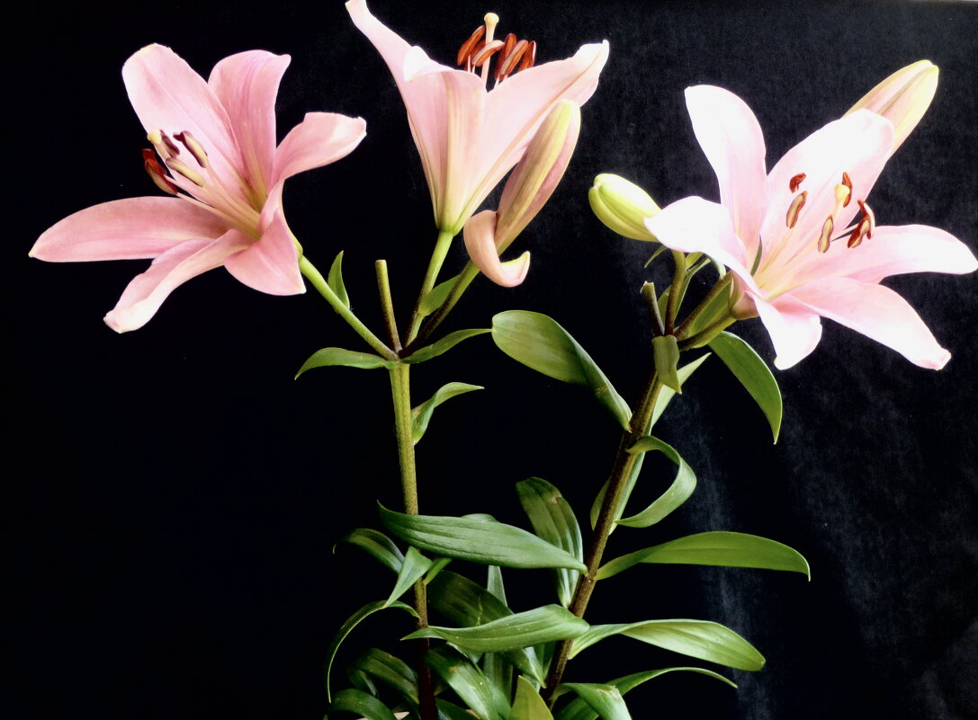 НЕЖНОСТЬ ЛИЛИЙ - Елена Куприянова 