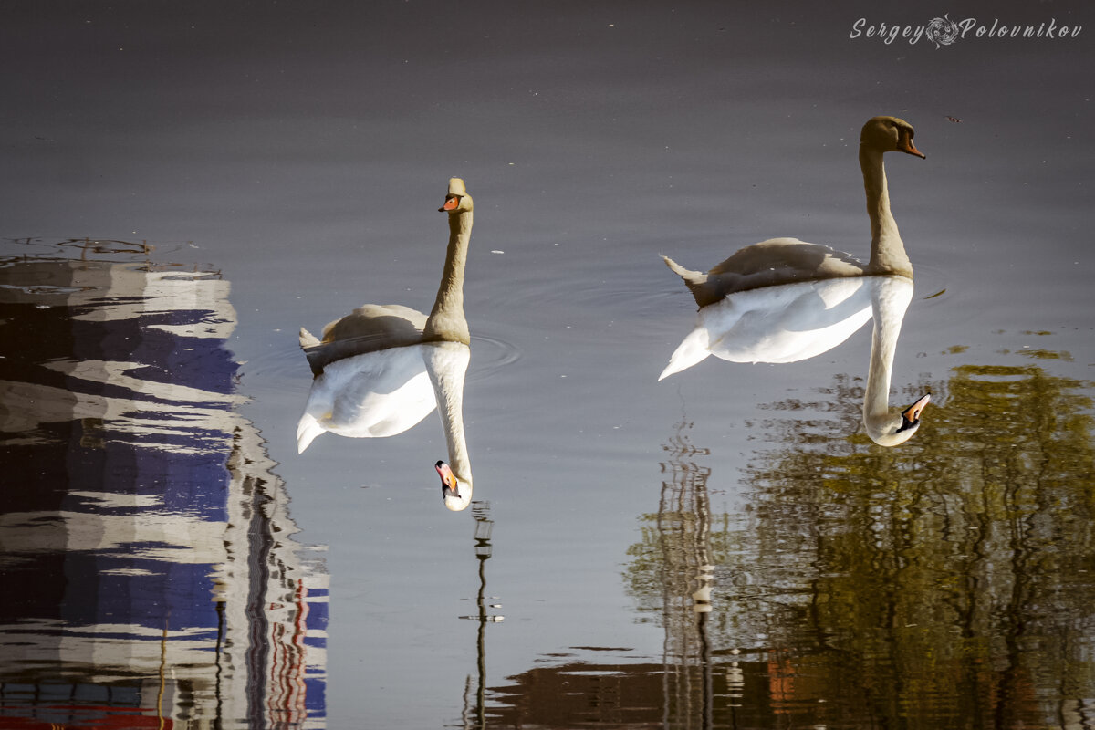 Отражённая реальность - Sergey 