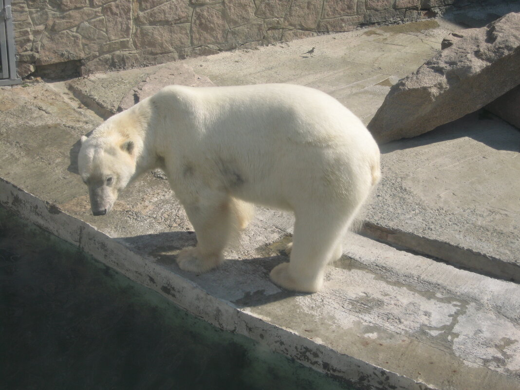 Белый мишка - Дмитрий Петров
