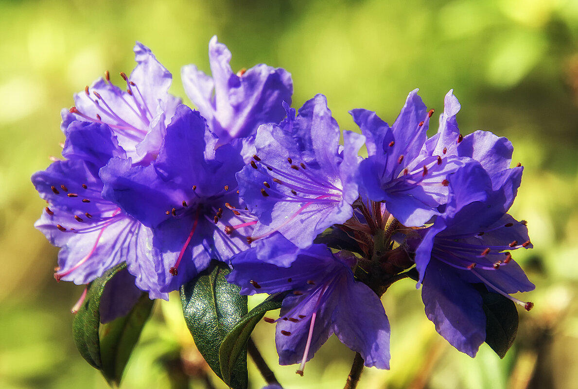 Азалия - Андроник Александр 