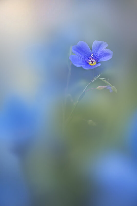 *** - Viktoria Anufrieva