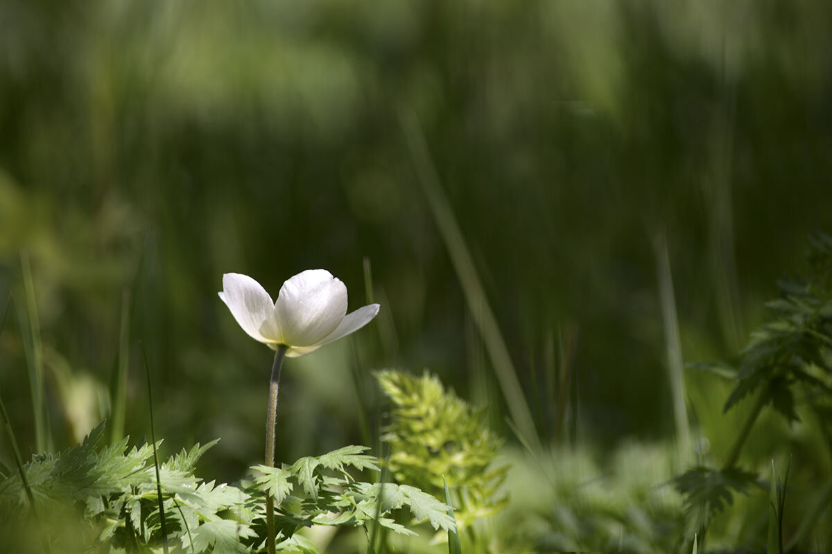 Цветок - Геннадий Супрун Цветок - Геннадий Супрун