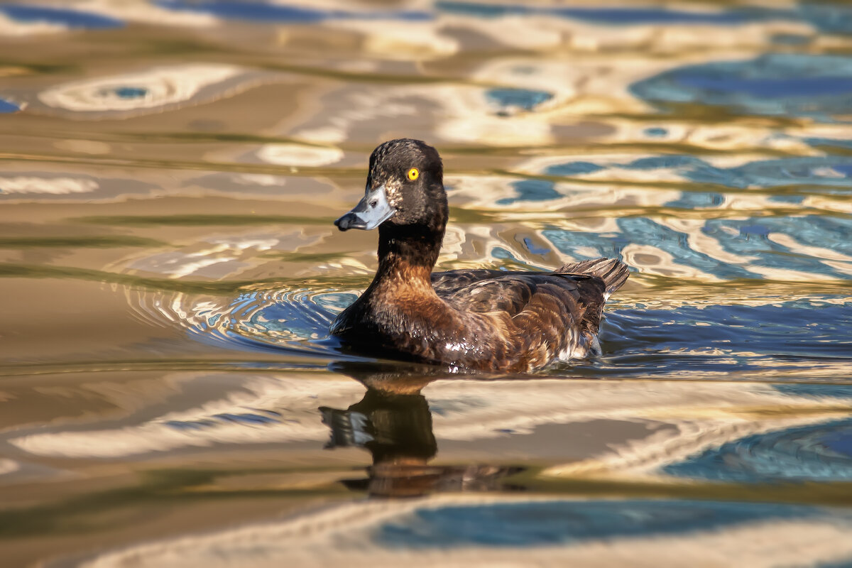 Про уток - Владимир Колесников