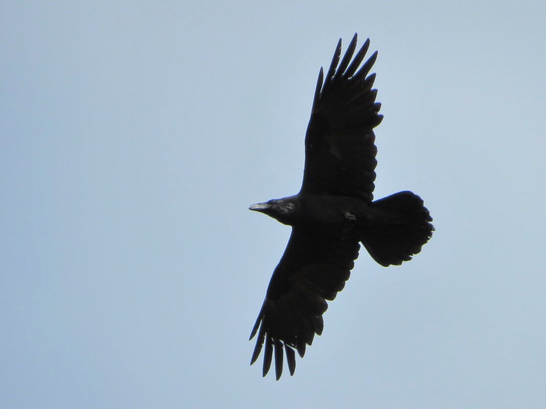 Пролетел над головой - Андрей Снегерёв