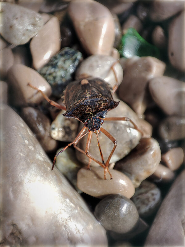 Клоп - AZ east3 Клоп - AZ east3