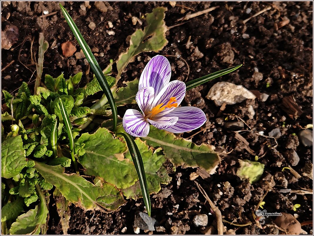 Робкое начало... - Aquarius - Сергей