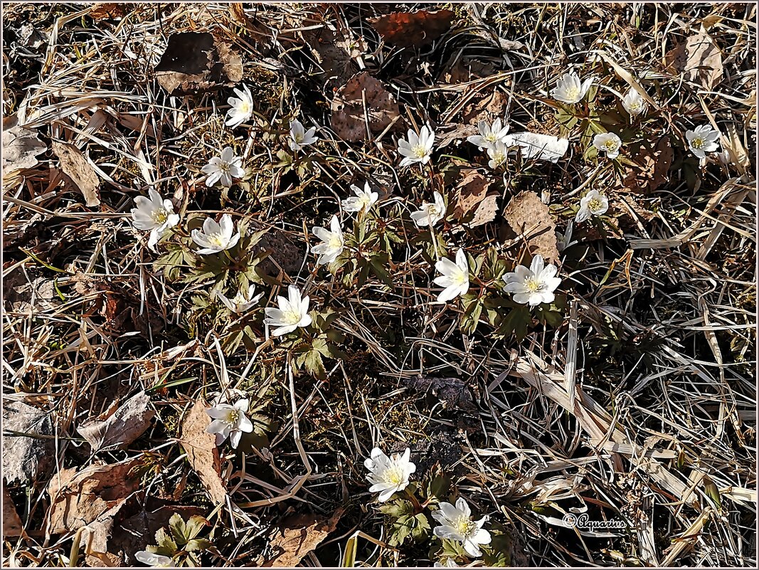 Подснежники... - Aquarius - Сергей