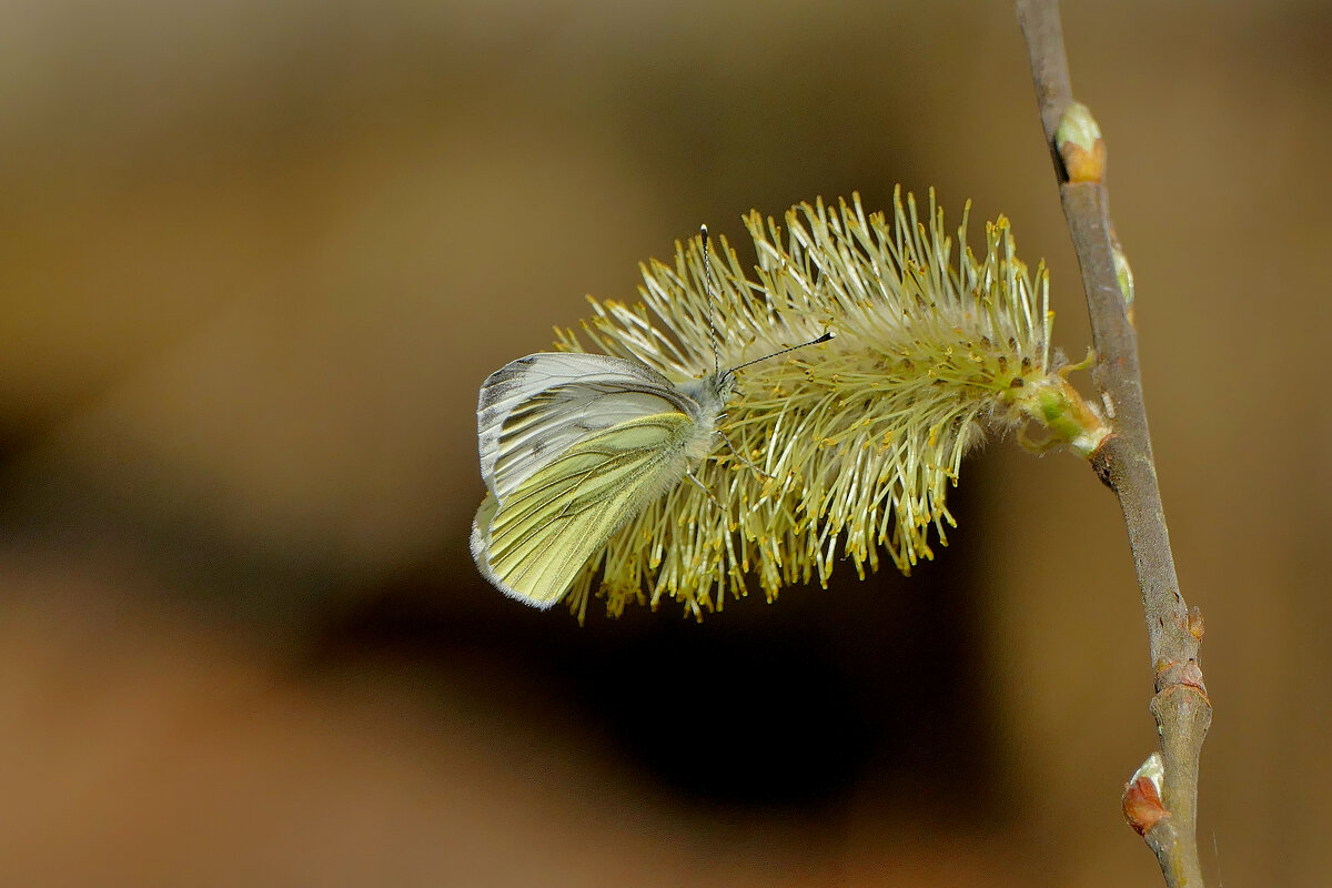 Бабочки середины апреля 2025  3 - Александр Прокудин