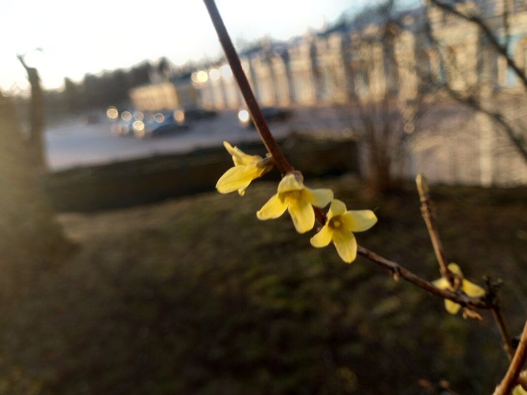 Форзиция - Сапсан 