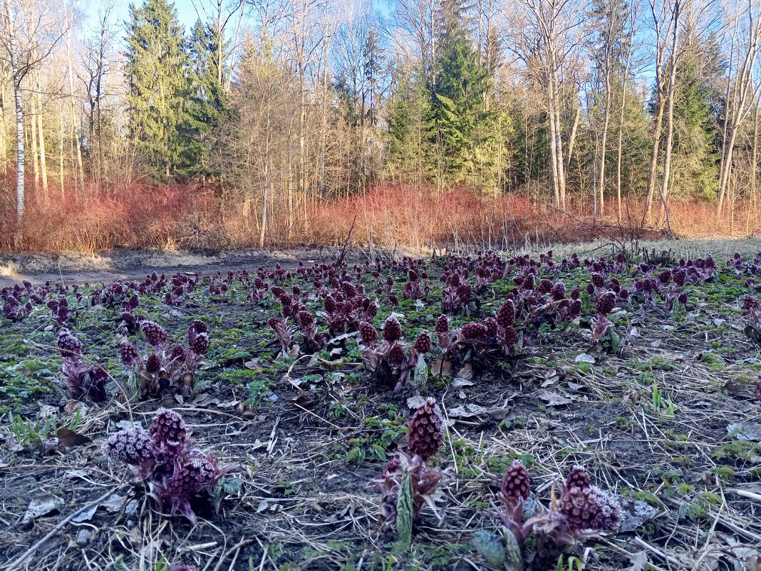 Весна - Сапсан 