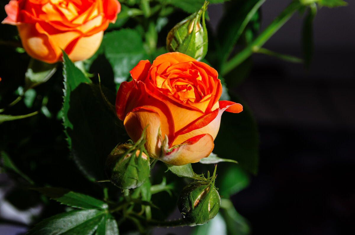 *** - Виктор Иванович Чернюк *** - Виктор Иванович Чернюк