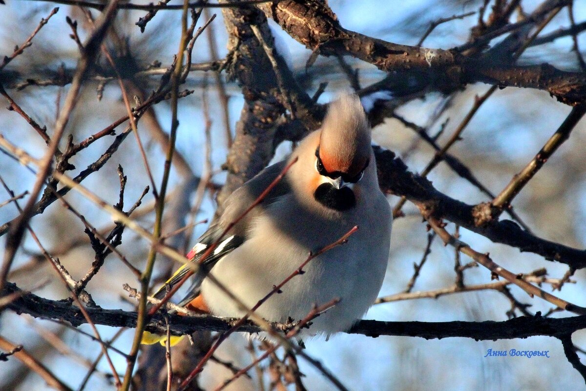 Свиристель. - Восковых Анна Васильевна 