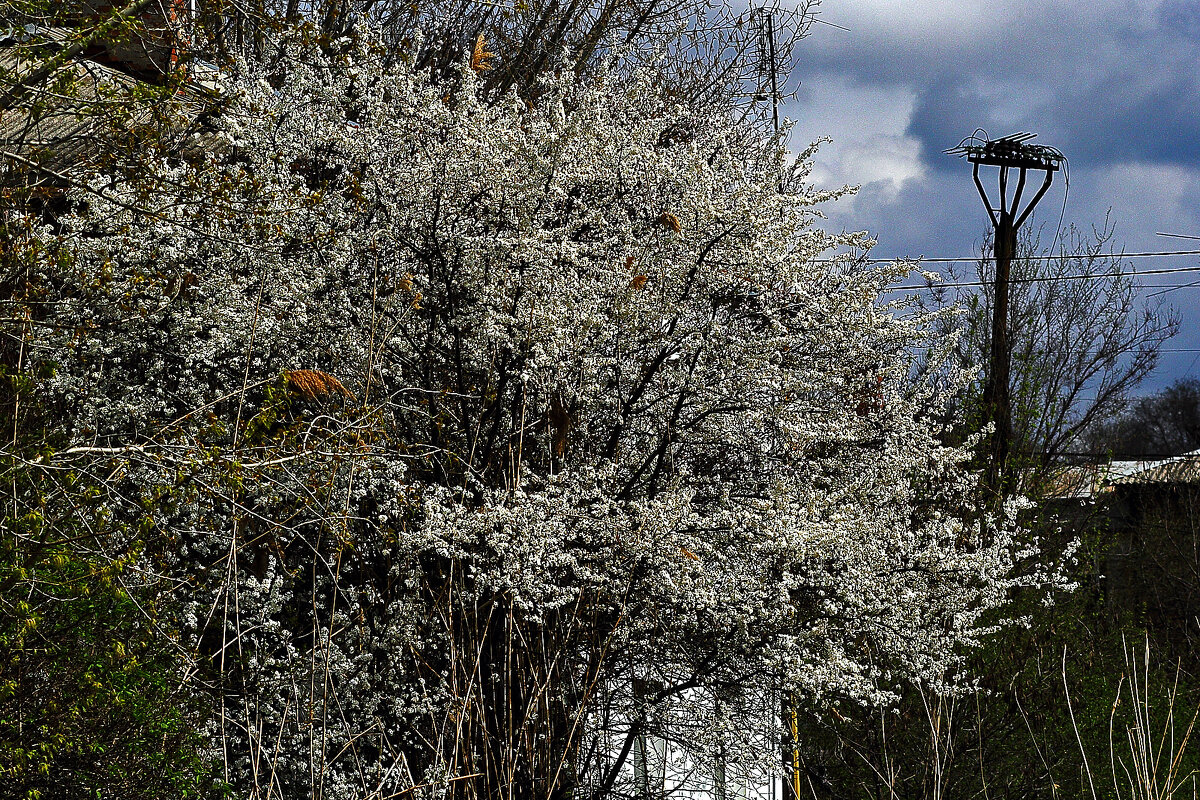Весеннее цветение - Юрий Гайворонскiий Весеннее цветение - Юрий Гайворонскiий