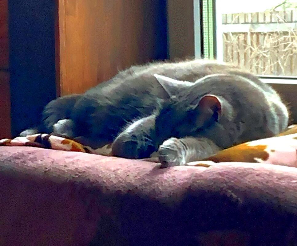 Басик на даче - Ольга Довженко Басик на даче - Ольга Довженко