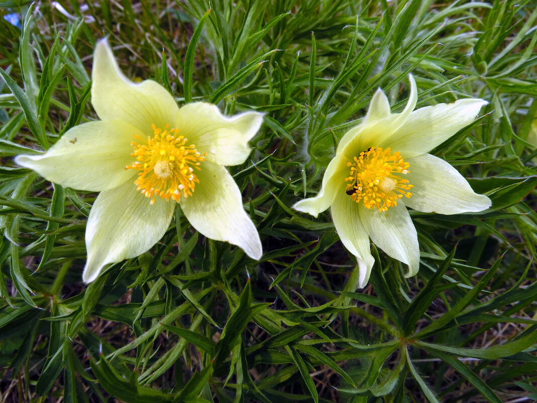 Подснежники. - nadyasilyuk Вознюк Подснежники. - nadyasilyuk Вознюк